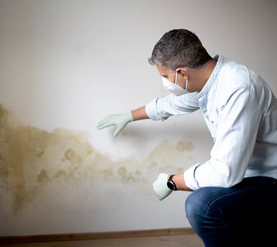 Mold Removal Service in Palm Springs, CA